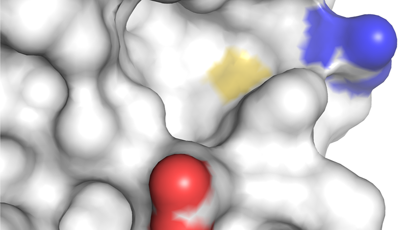 Scientific illustration of a crevice in the p53 protein resulting from a mutation.